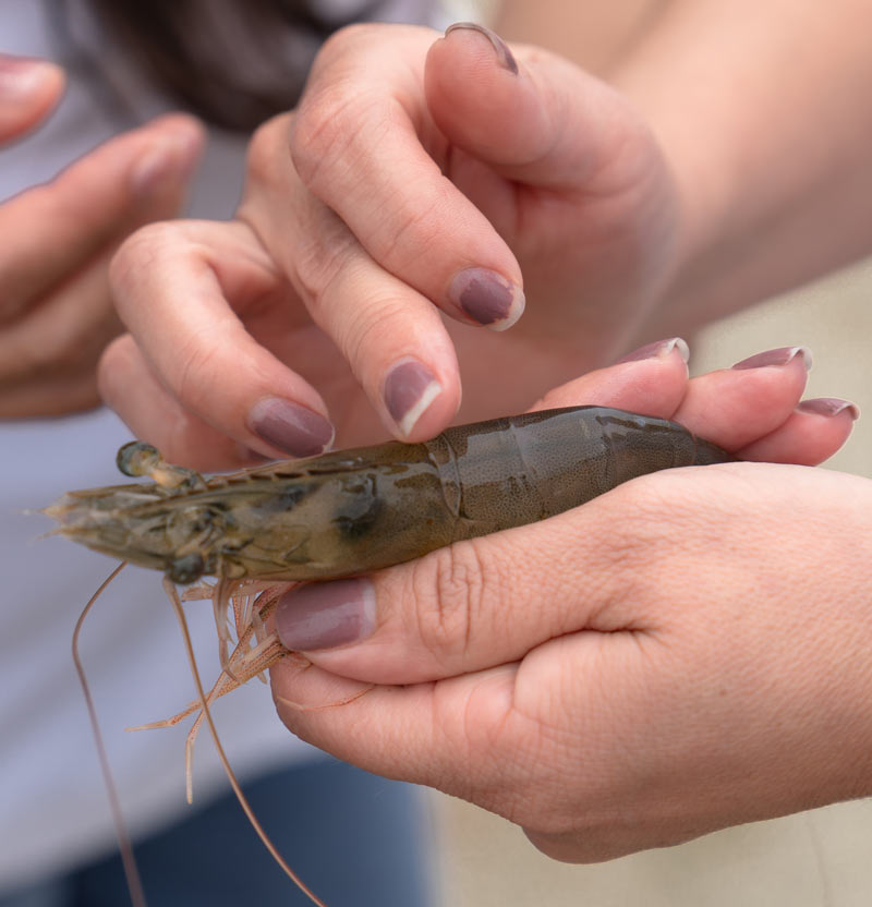 AGRIMINGOLD S.A. becomes first shrimp farm in Ecuador to Join the Improver Programme by ASC